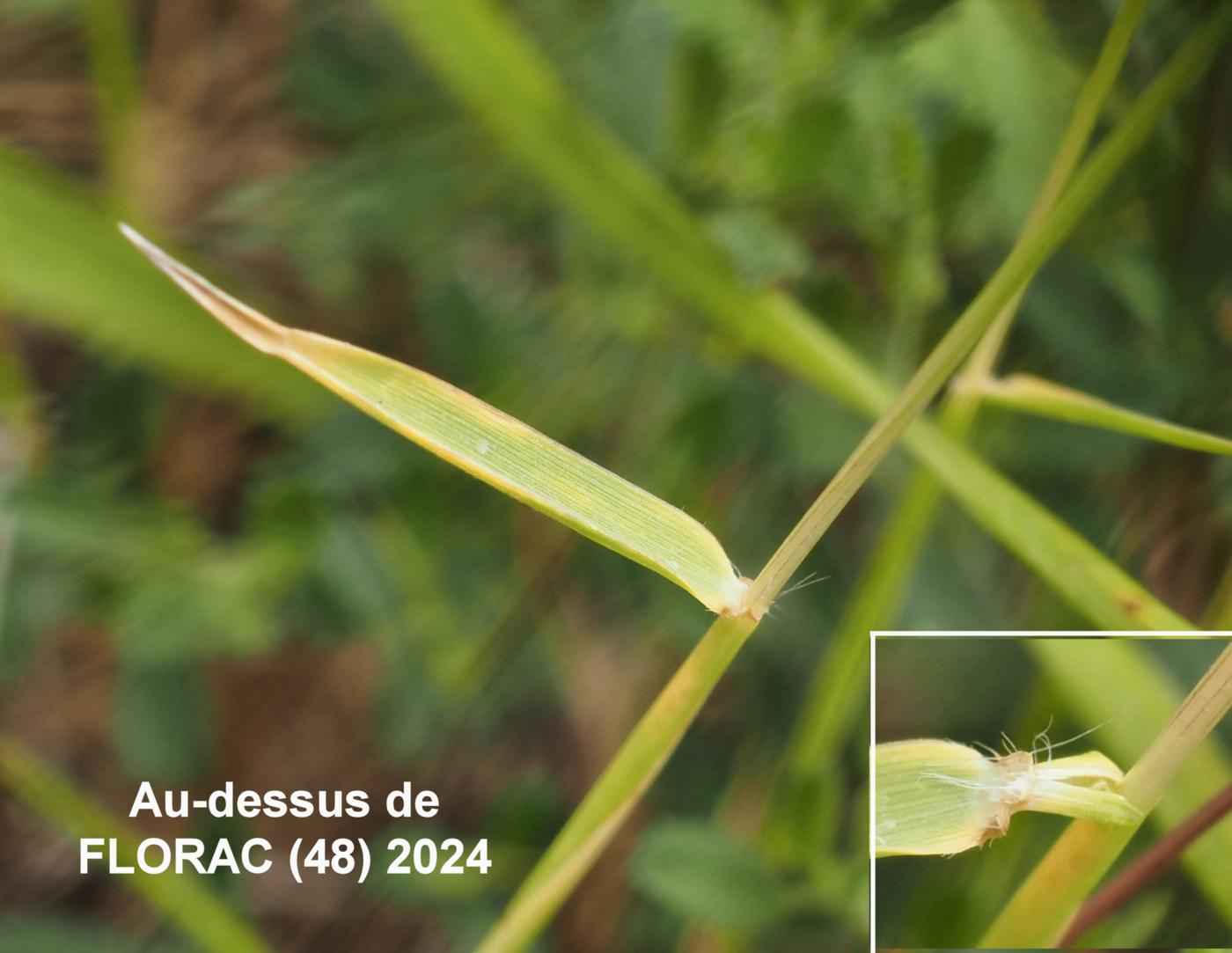 Goatgrass, Ovate leaf
